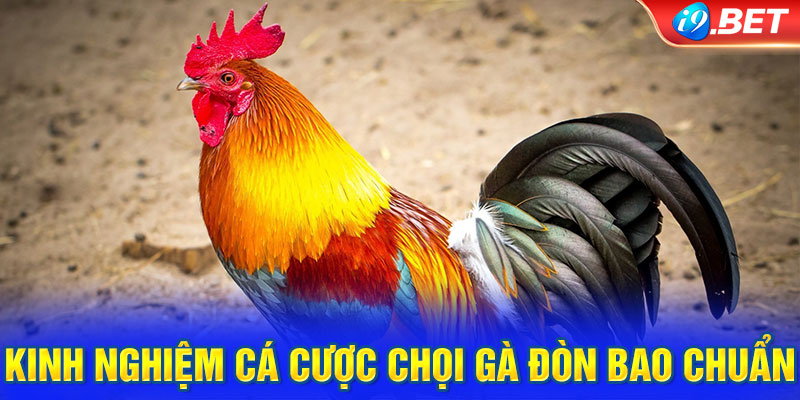 Kinh nghiệm cá cược chọi gà đòn bao chuẩn