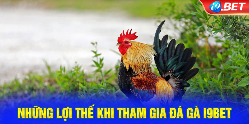 Những lợi thế khi tham gia đá gà i9BET