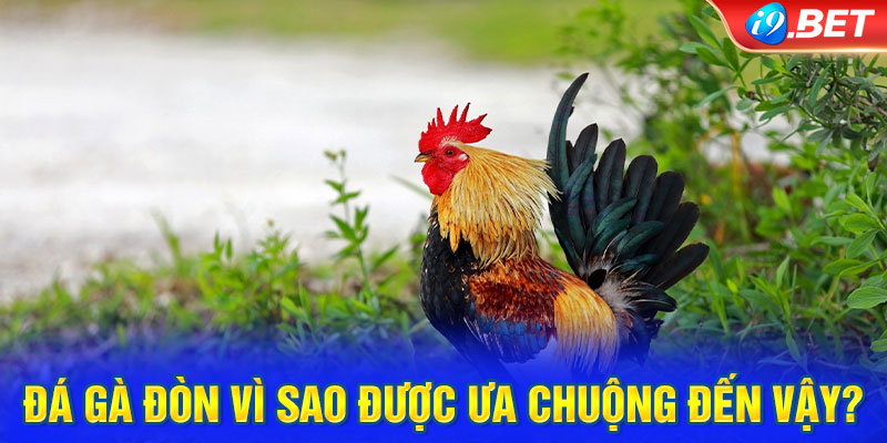 Đá gà đòn vì sao được ưa chuộng đến vậy?